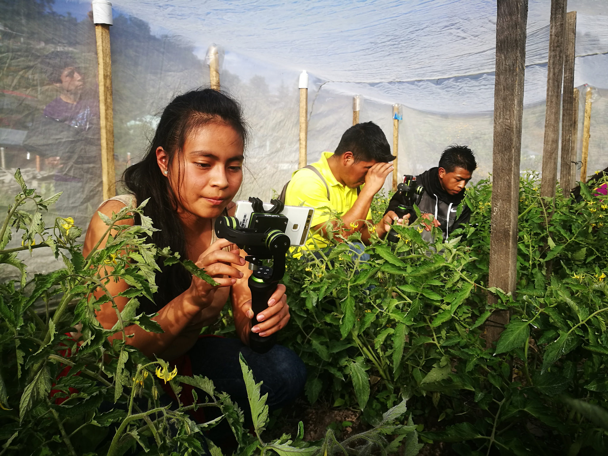 Designing for Youth Inclusion in Agriculture and Food Systems Projects - youth taking pictures of tomato plants (Photo: Making Cents)